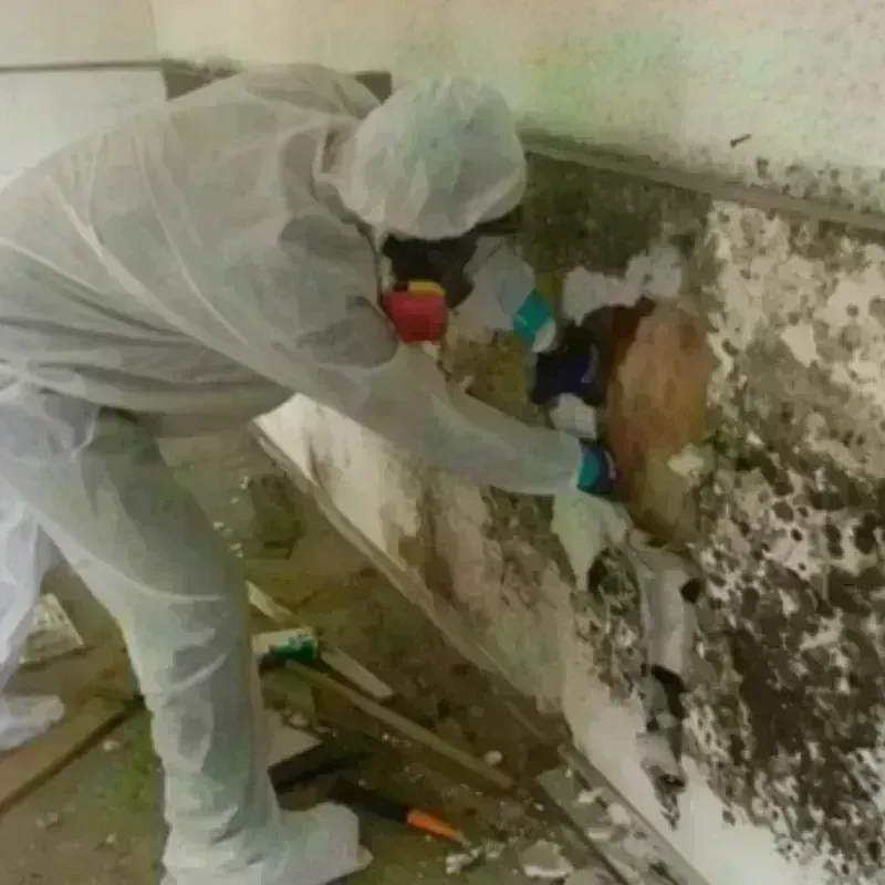 Mold Remediation and Removal in Deer Lodge County, MT